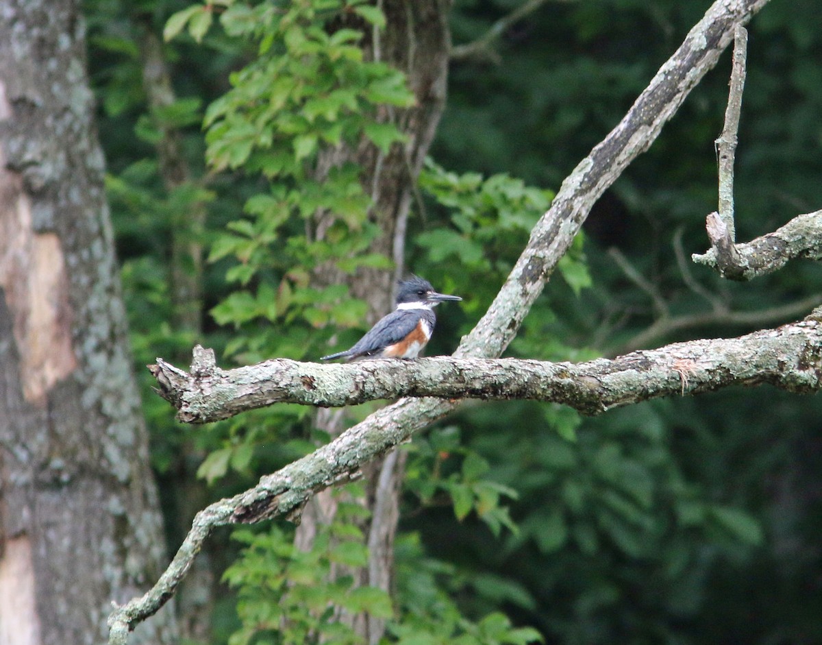 Belted Kingfisher - ML265583511