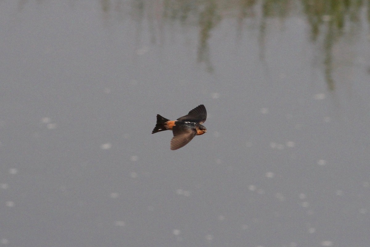 Red-throated Swallow - ML265583601