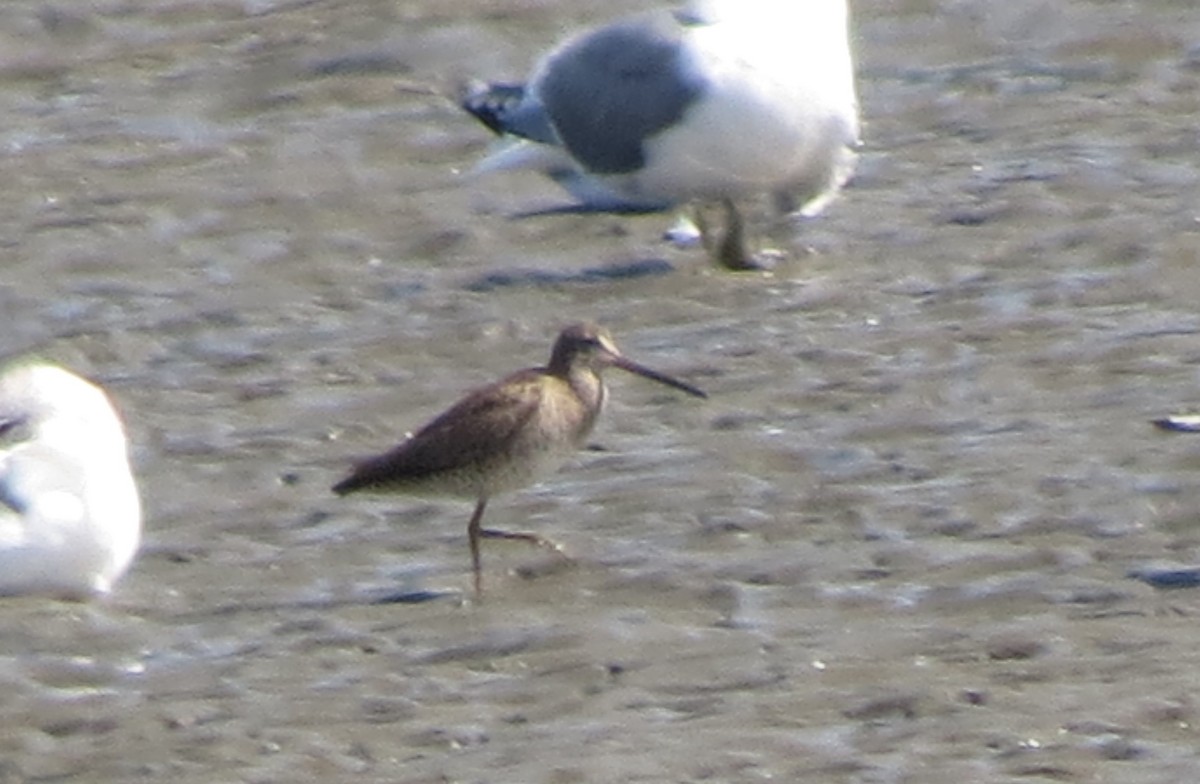 Long-billed Dowitcher - Pam Otley