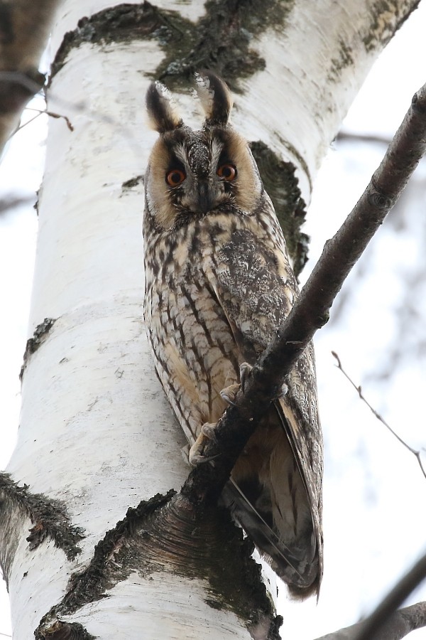Long-eared Owl (Eurasian) - Pavel Parkhaev