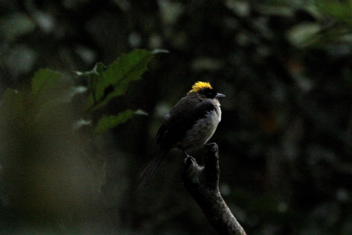 Black-goggled Tanager - ML265596221