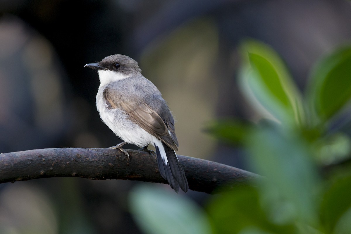 Mangrove Robin - Laurie Ross | Tracks Birding & Photography Tours