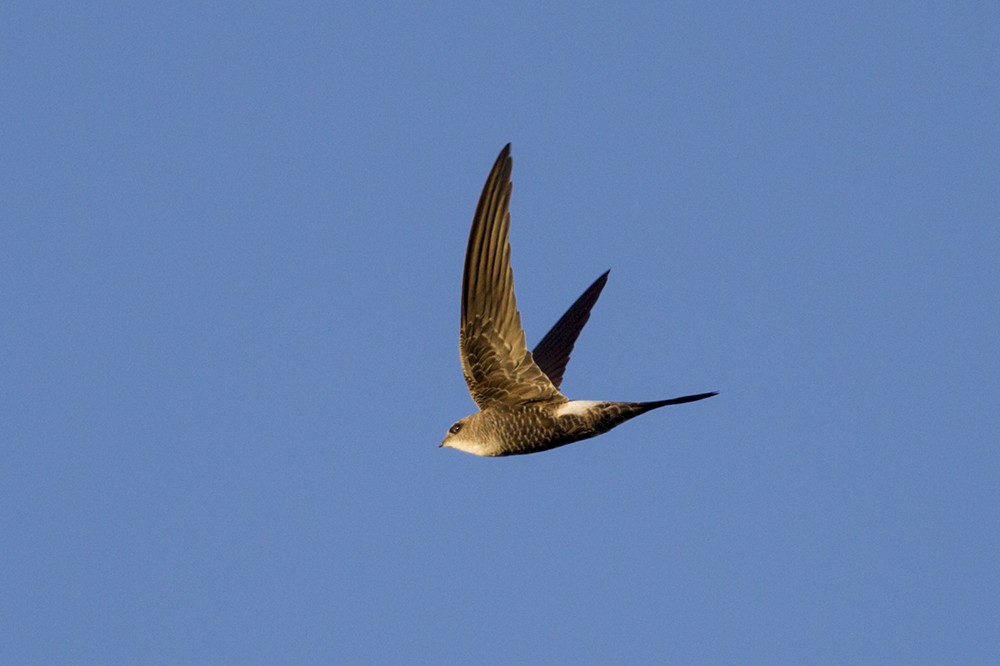 Pacific Swift - Laurie Ross | Tracks Birding & Photography Tours