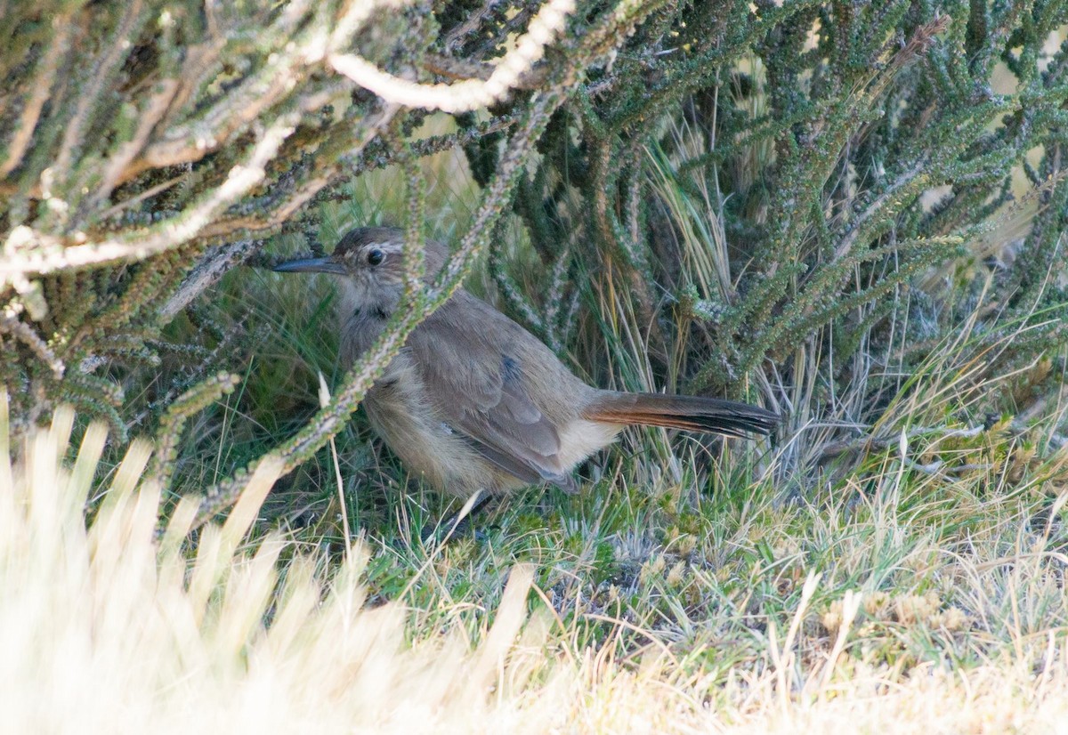 Band-tailed Earthcreeper - patricio barria igor