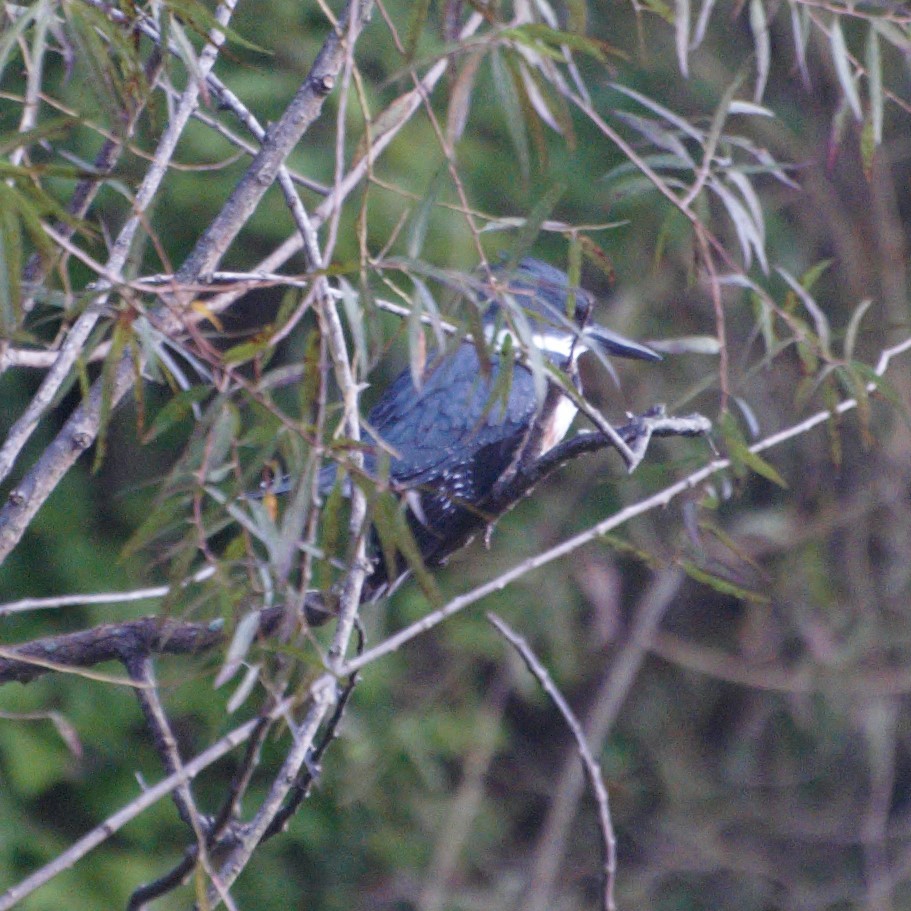 Belted Kingfisher - ML265609921