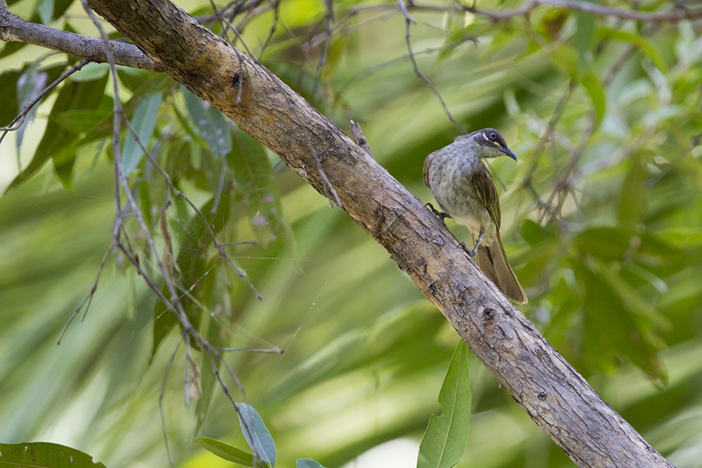 White-lined Honeyeater - Laurie Ross | Tracks Birding & Photography Tours