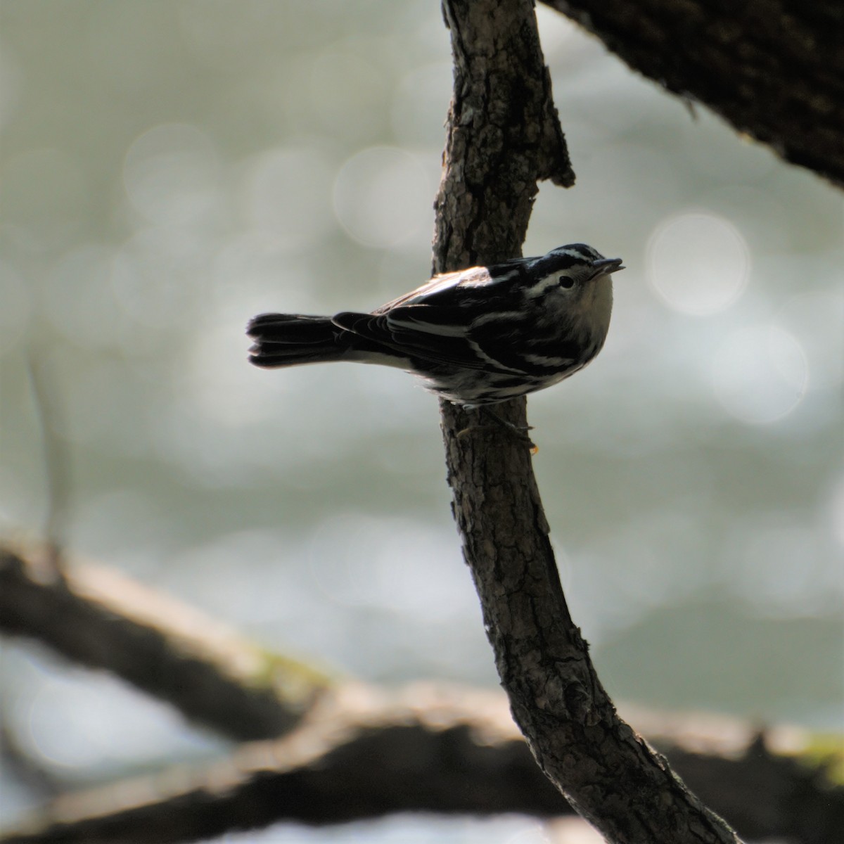 Black-and-white Warbler - ML265614491