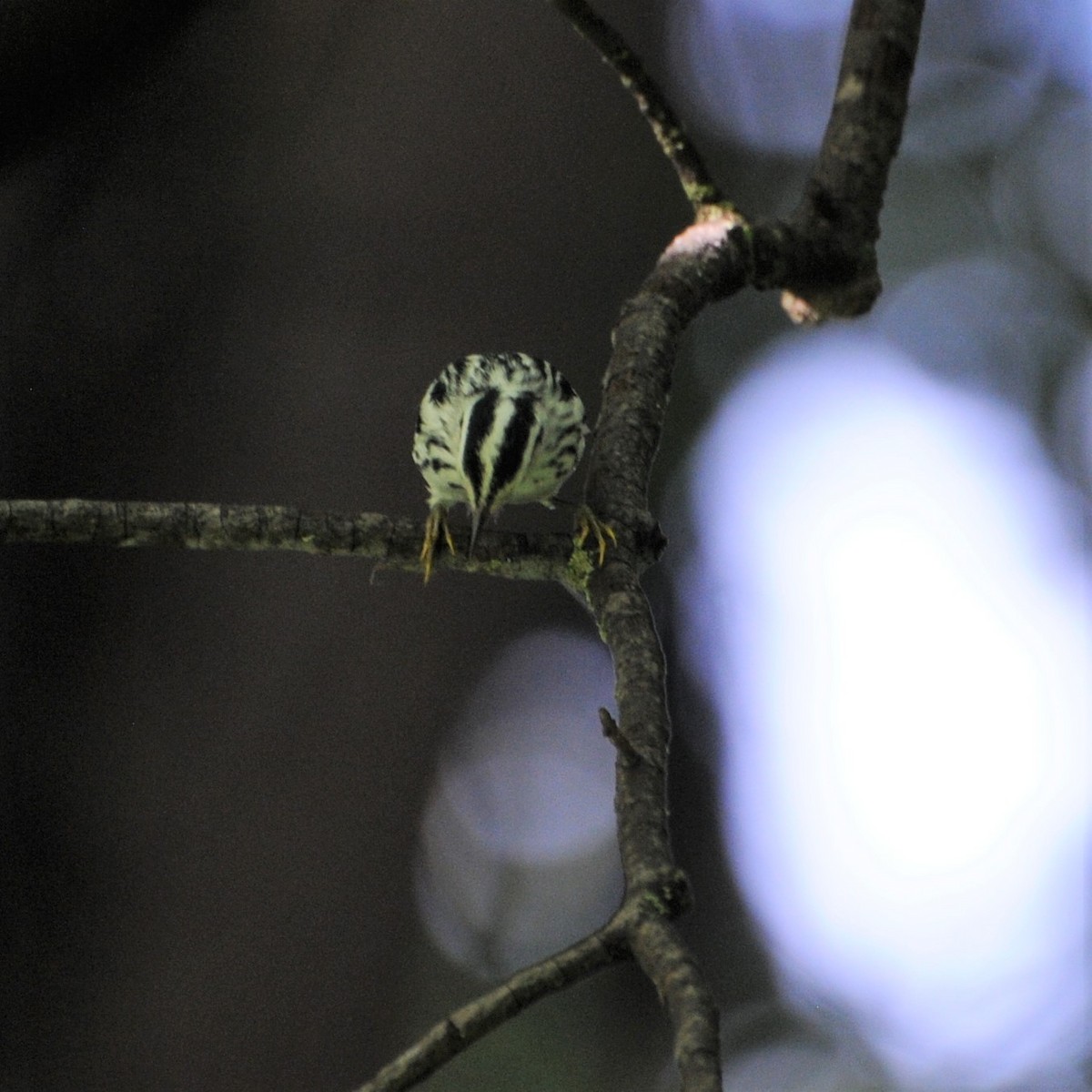 Black-and-white Warbler - ML265614791