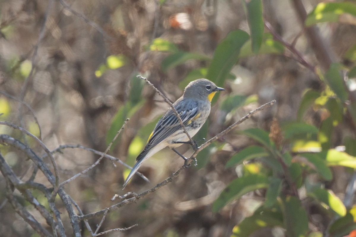 Yellow-rumped Warbler (Audubon's) - ML265615381