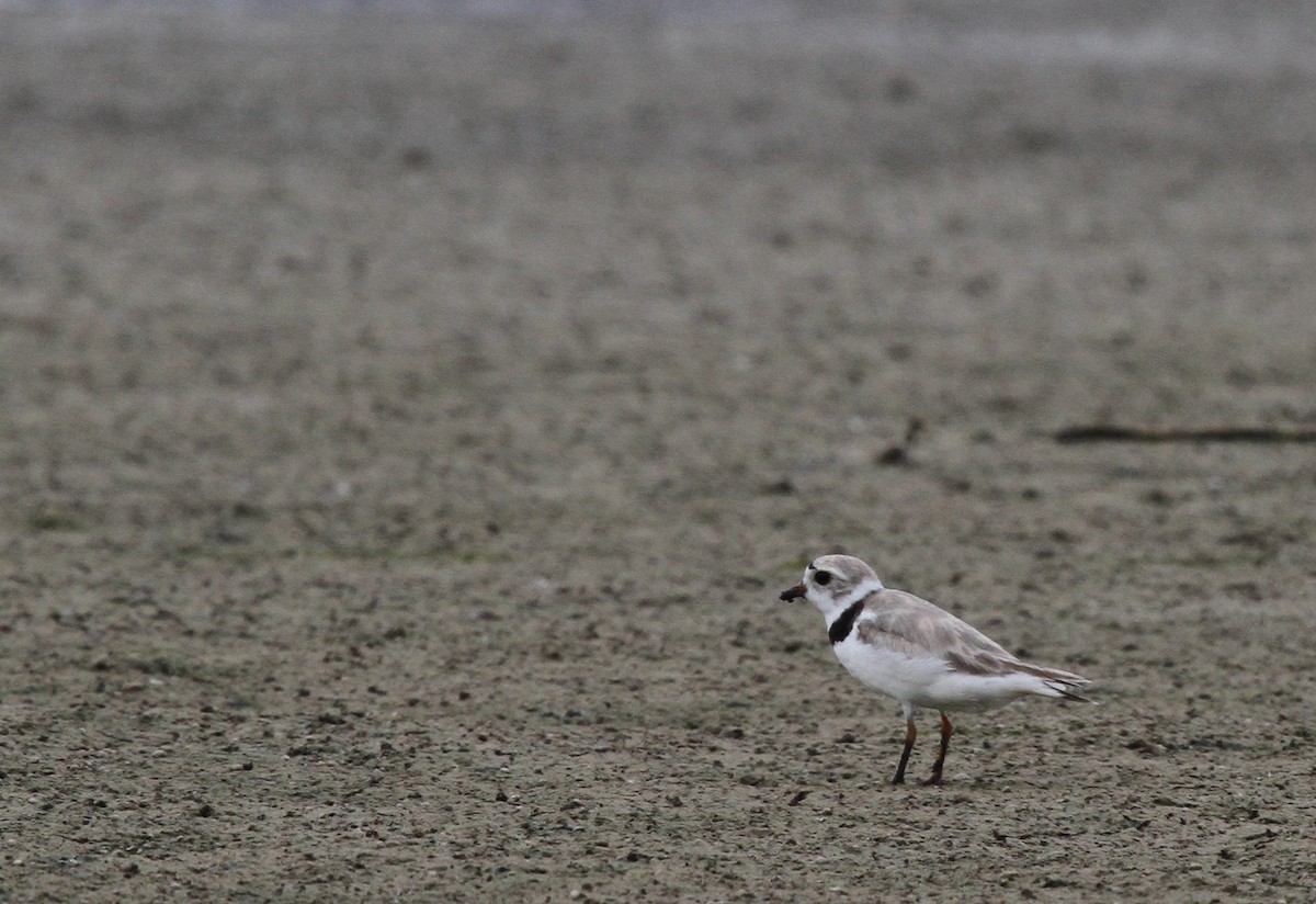 Piping Plover - Dick Baxter