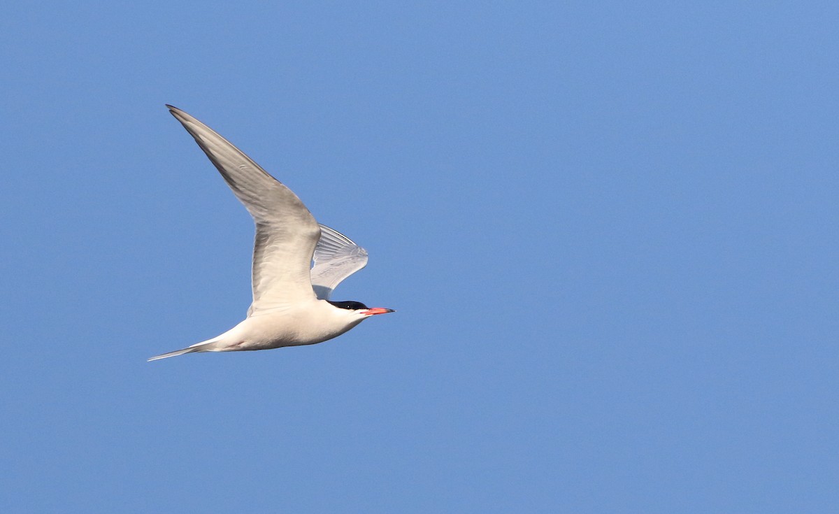 Common Tern - ML265618541