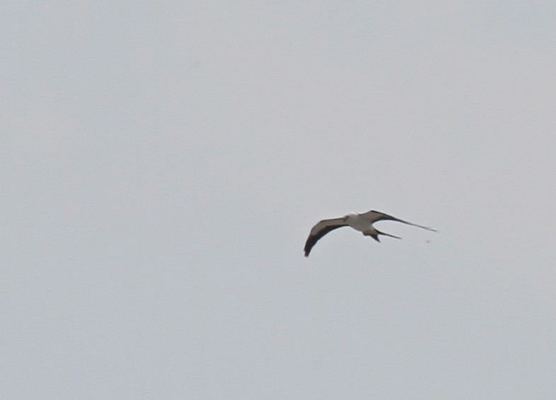 Swallow-tailed Kite - Dick Baxter