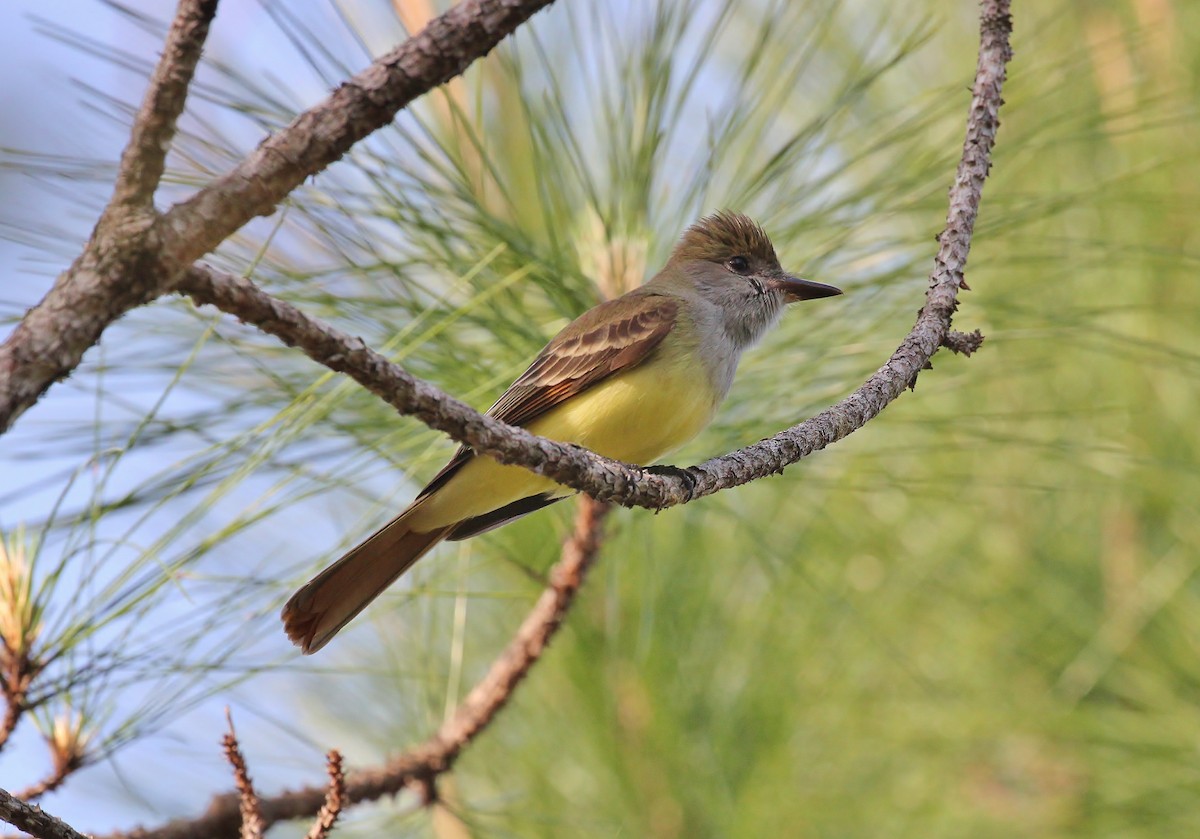 Great Crested Flycatcher - Musa Awan