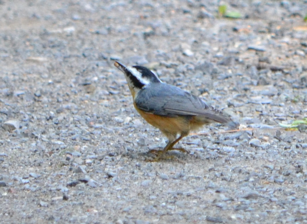 Red-breasted Nuthatch - Chris Tessaglia-Hymes