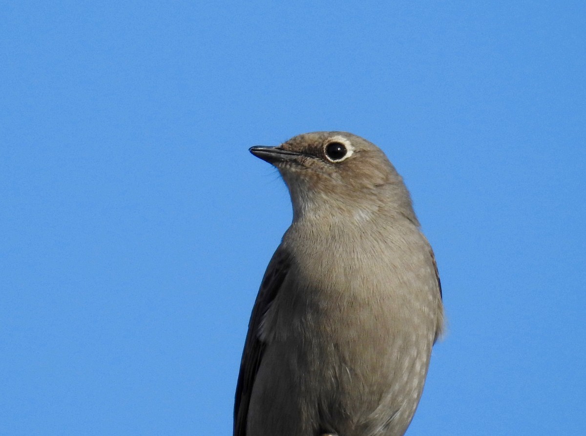 Townsend's Solitaire - Joe Coppock