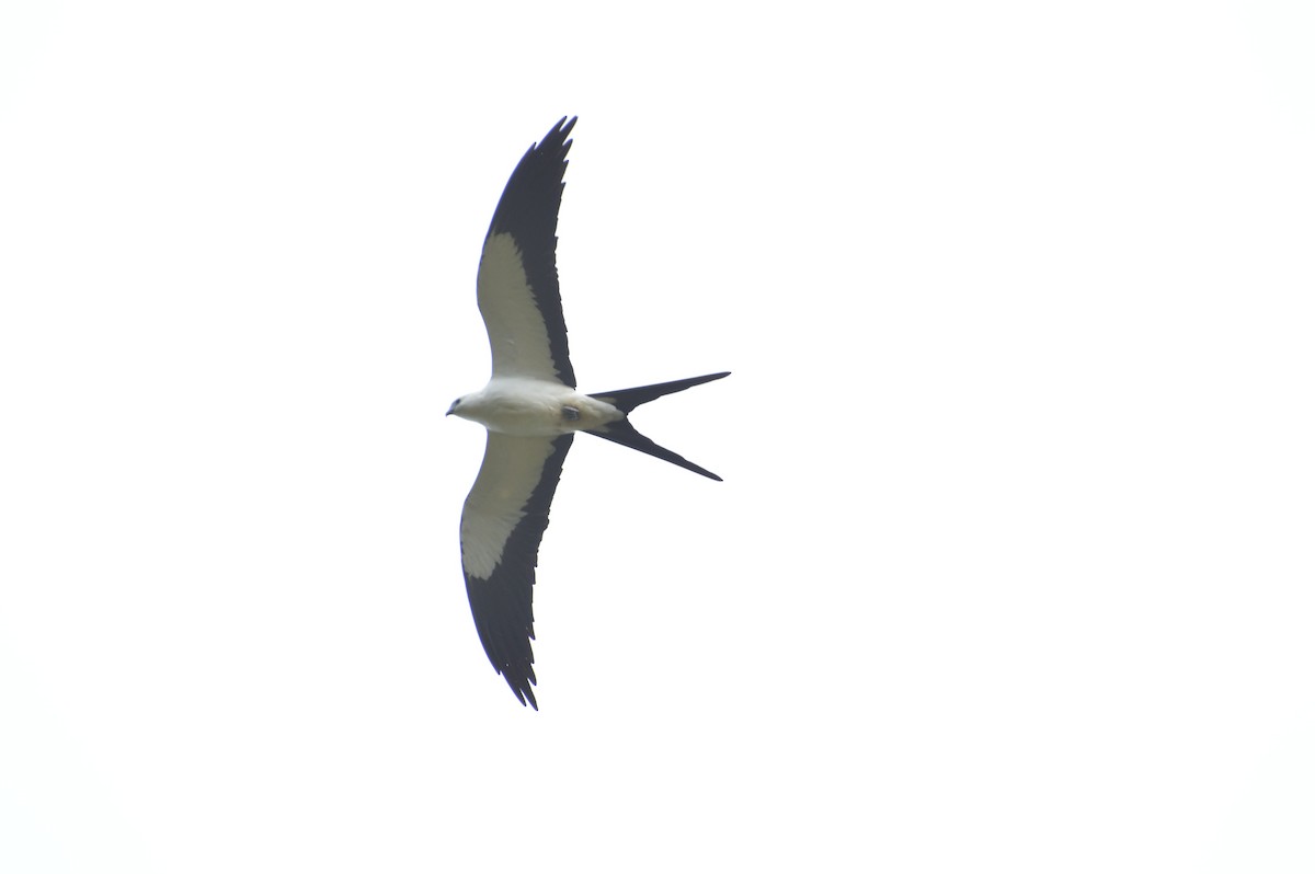 Swallow-tailed Kite - Luis Alberto Salagaje Muela