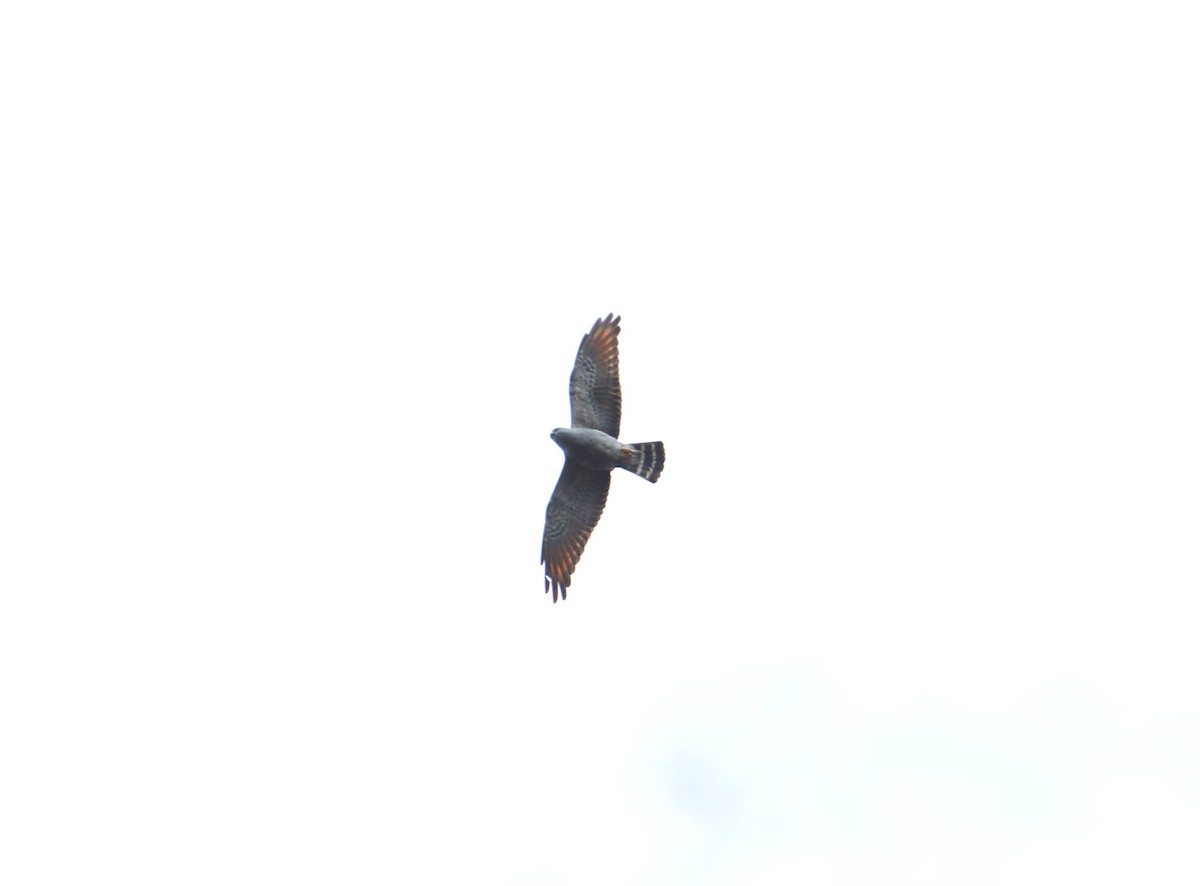 Plumbeous Kite - ML26563071