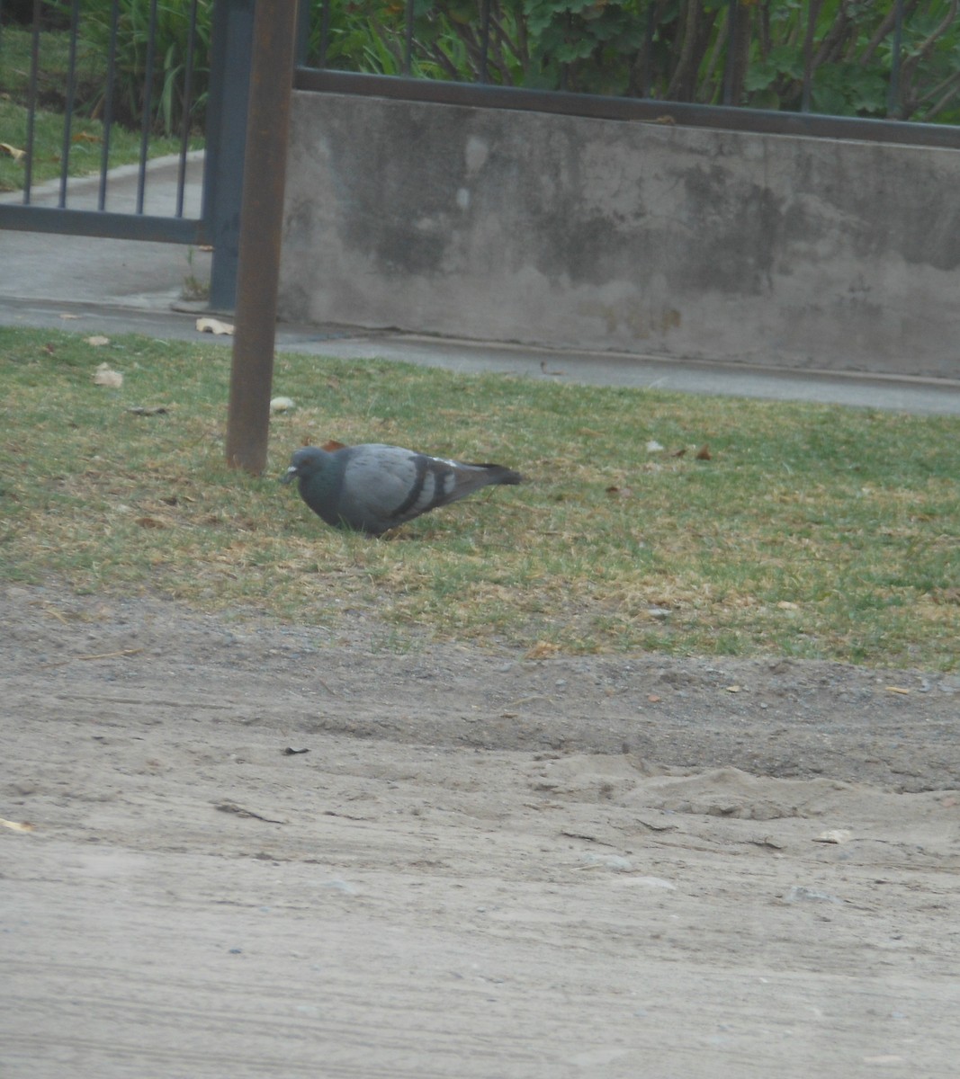 Rock Pigeon (Feral Pigeon) - ML265643741