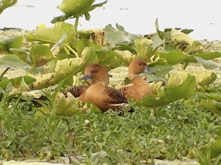 Fulvous Whistling-Duck, ML265644191