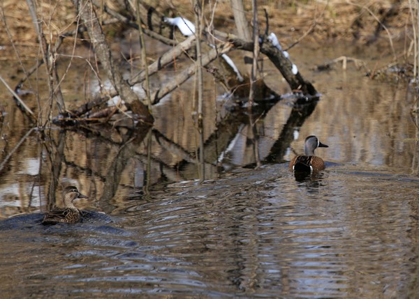 Blue-winged Teal - ML26564991