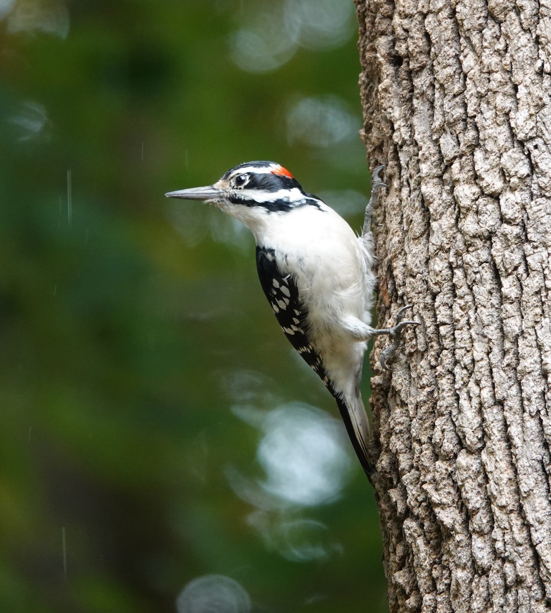 Hairy Woodpecker - Paul Salaman