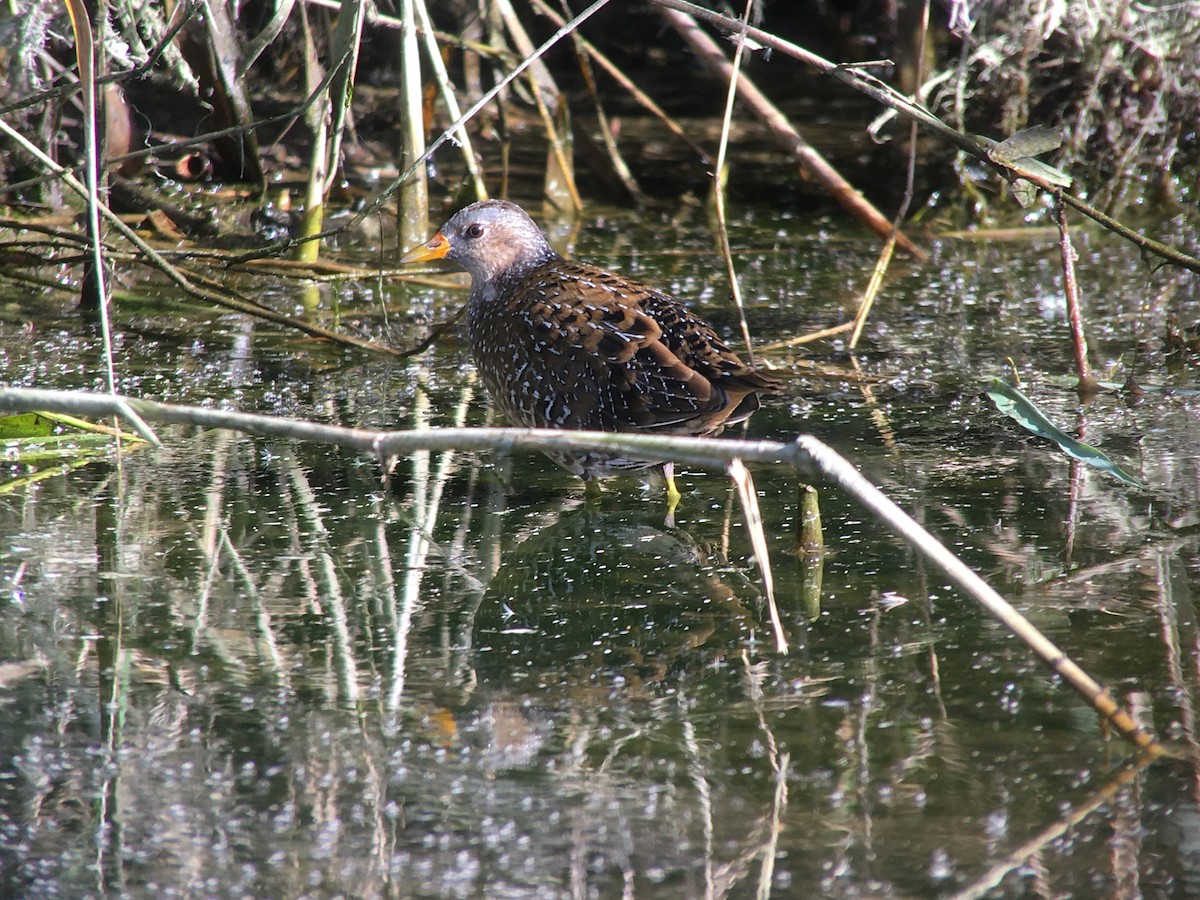 Spotted Crake - ML265654871