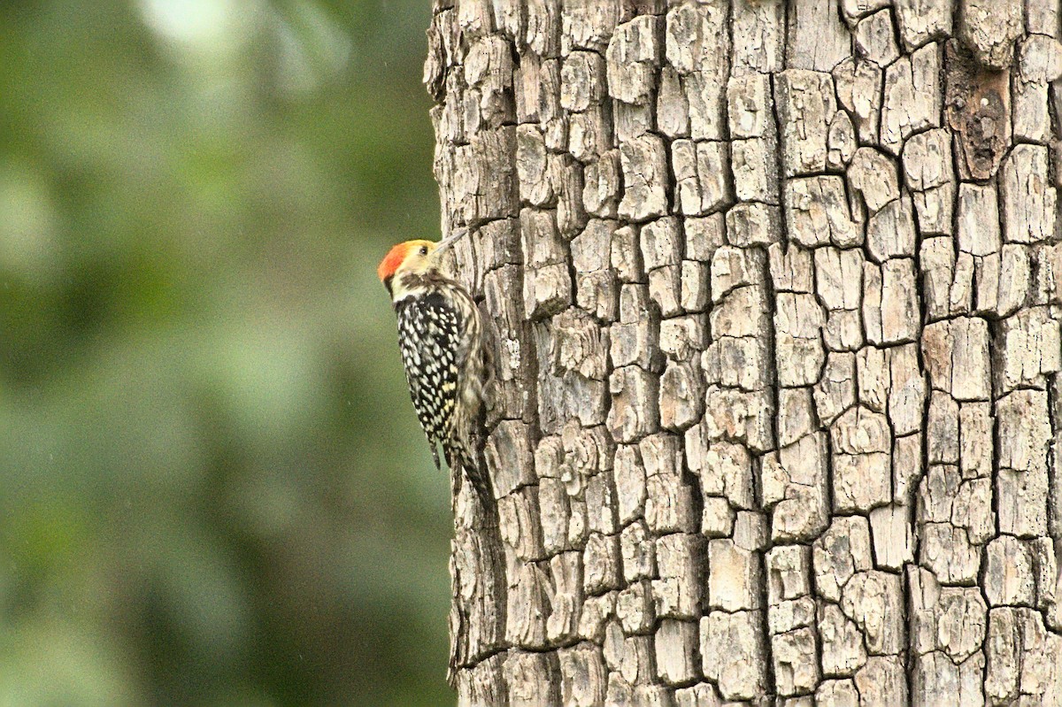 Yellow-crowned Woodpecker - Ashwani Sharma