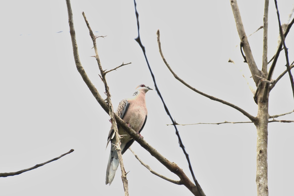 Spotted Dove - ML265658041