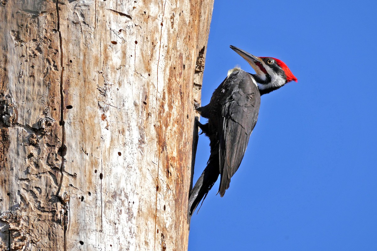 Pileated Woodpecker - ML26566041