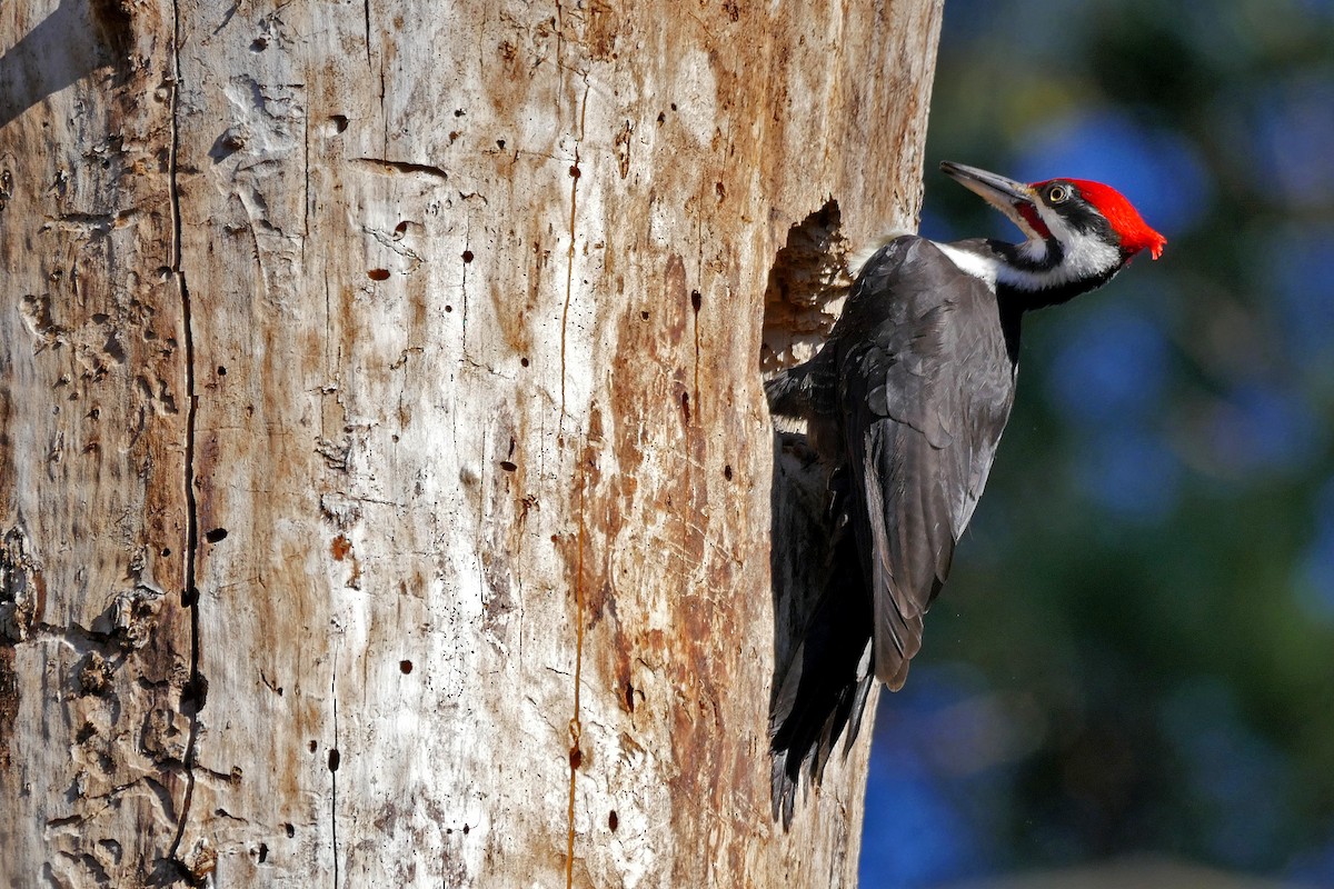 Pileated Woodpecker - ML26566051