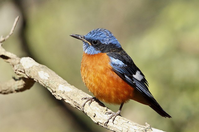 Blue-capped Rock-Thrush - eBird