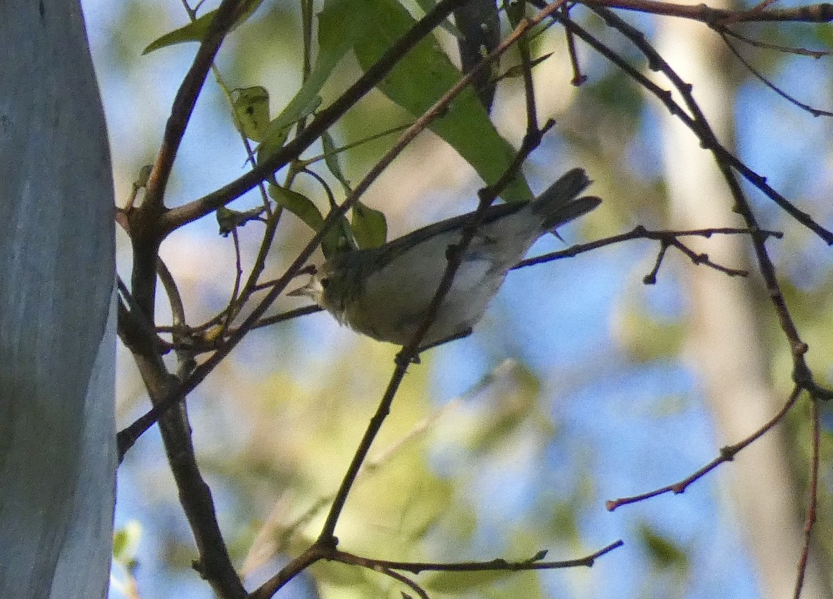 Lucy's Warbler - ML265671001