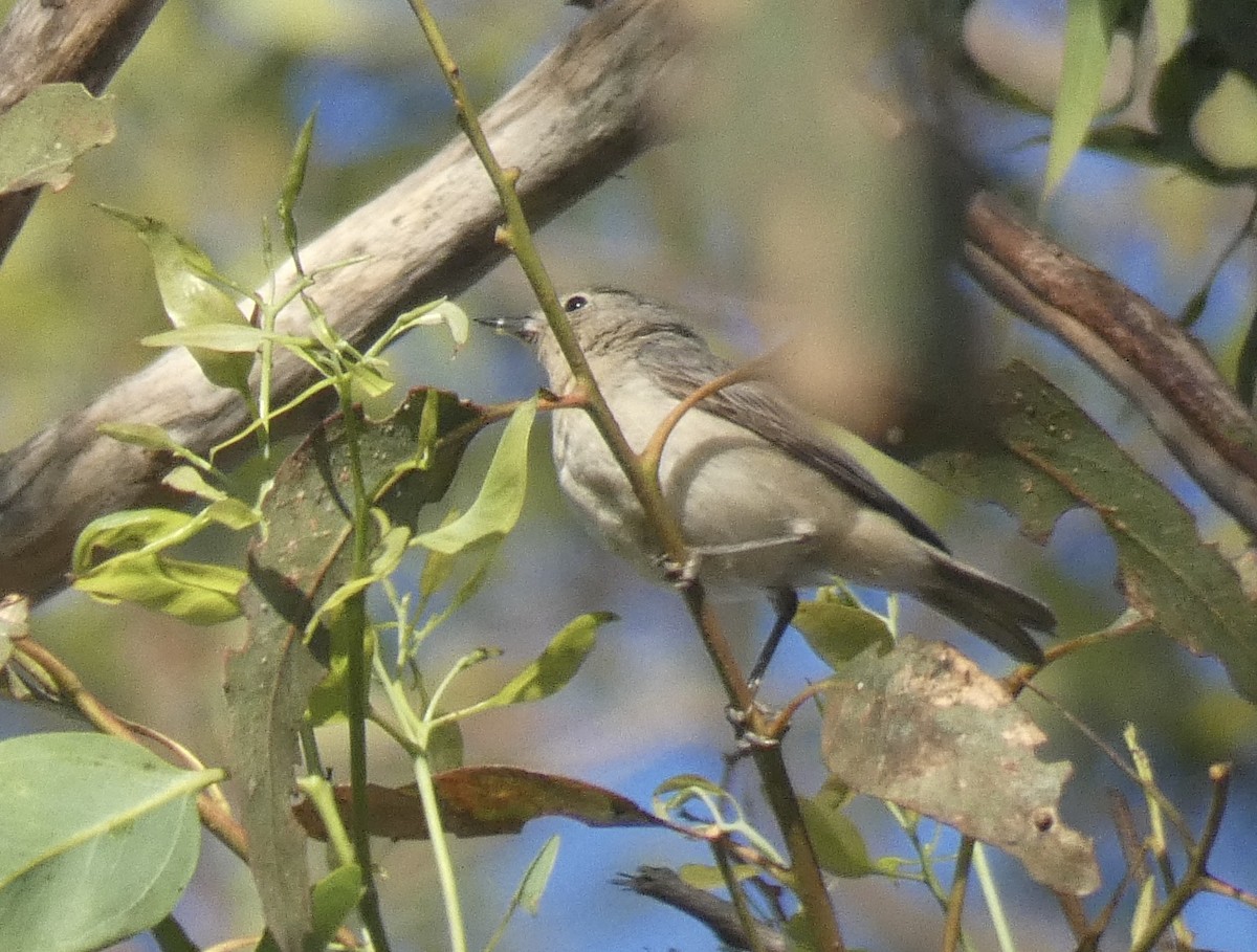 Lucy's Warbler - ML265671021