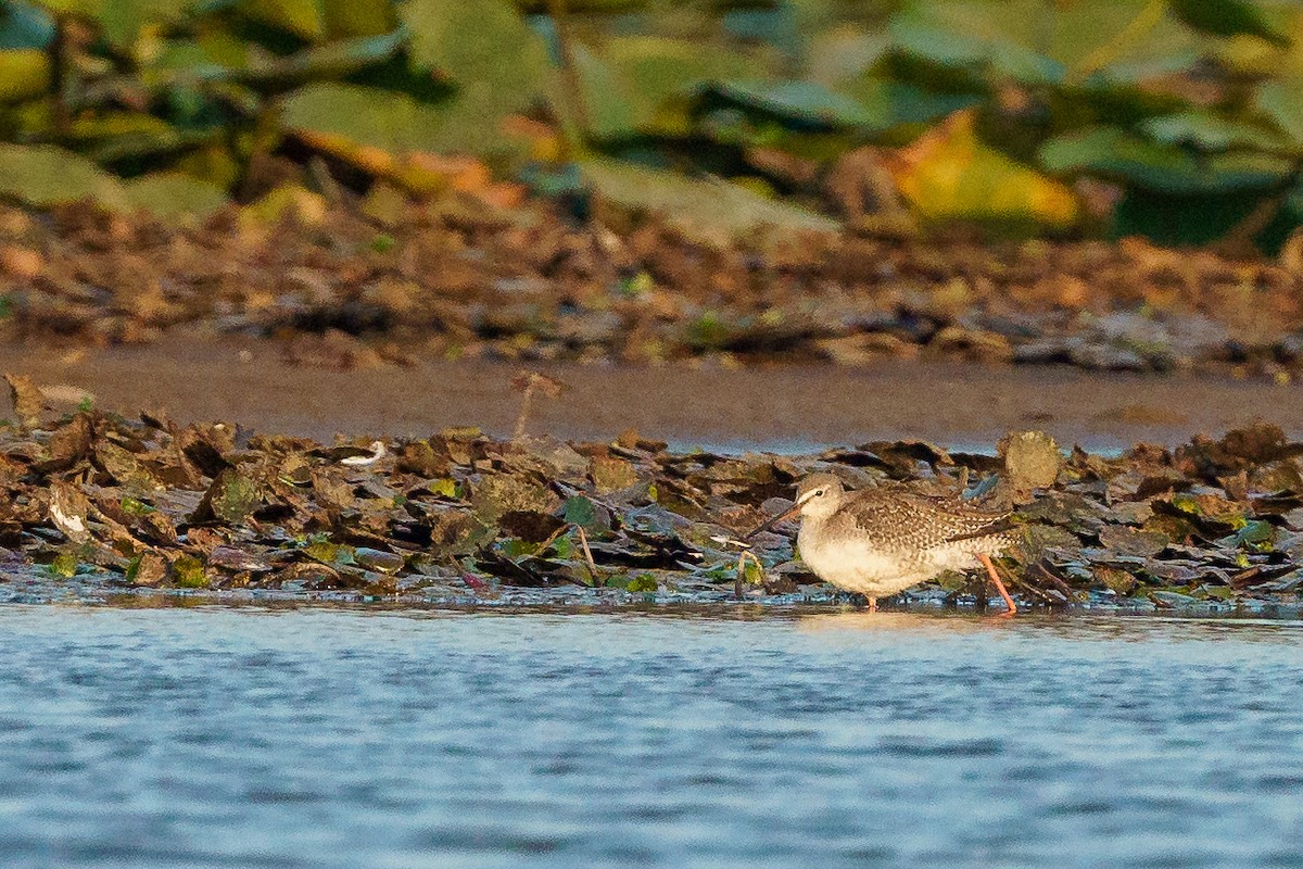 Spotted Redshank - ML265680701