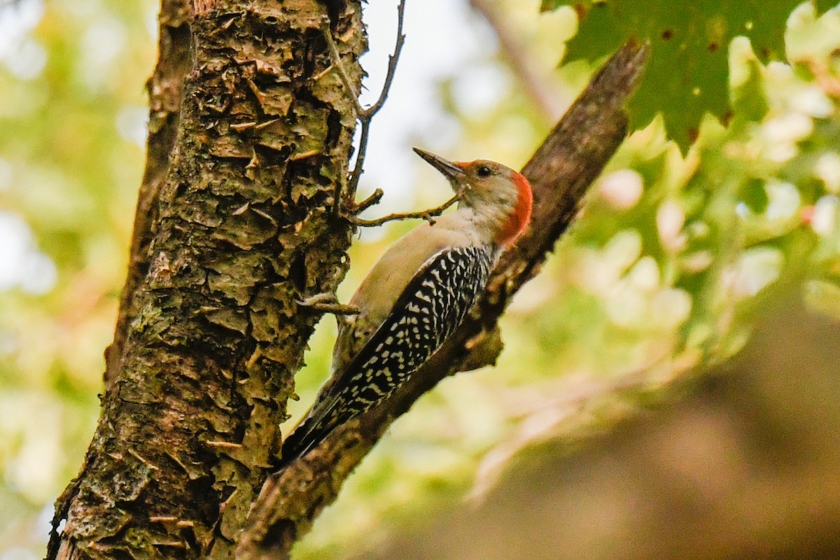 Red-bellied Woodpecker - ML265686911