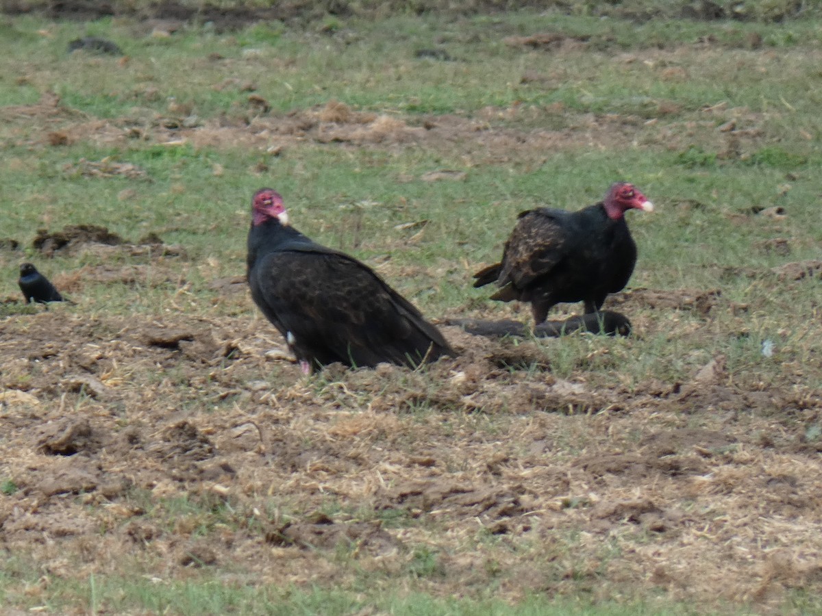 Turkey Vulture - G Worthington