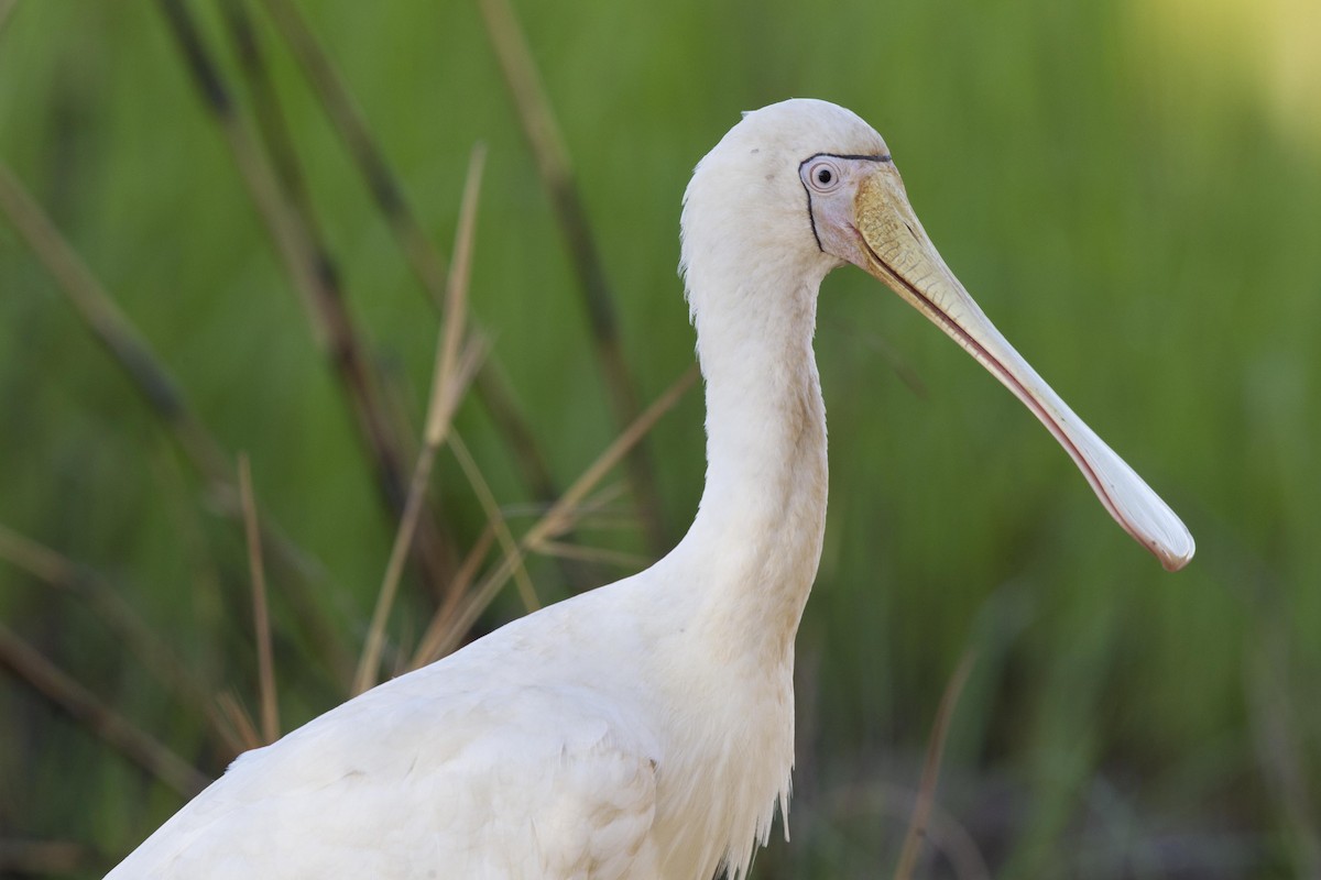 Yellow-billed Spoonbill - Laurie Ross | Tracks Birding & Photography Tours