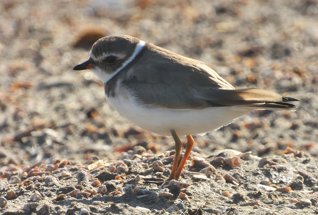Semipalmated Plover - ML265695411