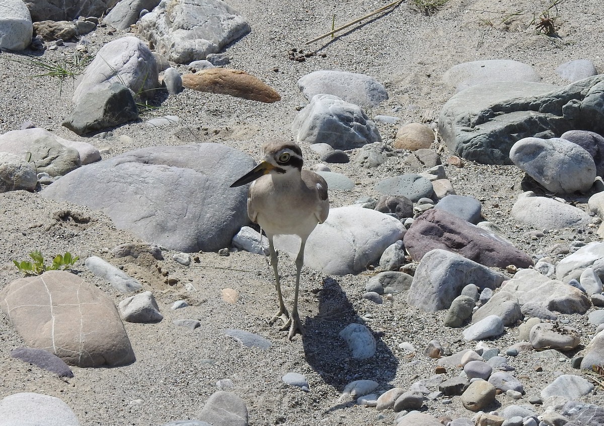 Great Thick-knee - ML26569751