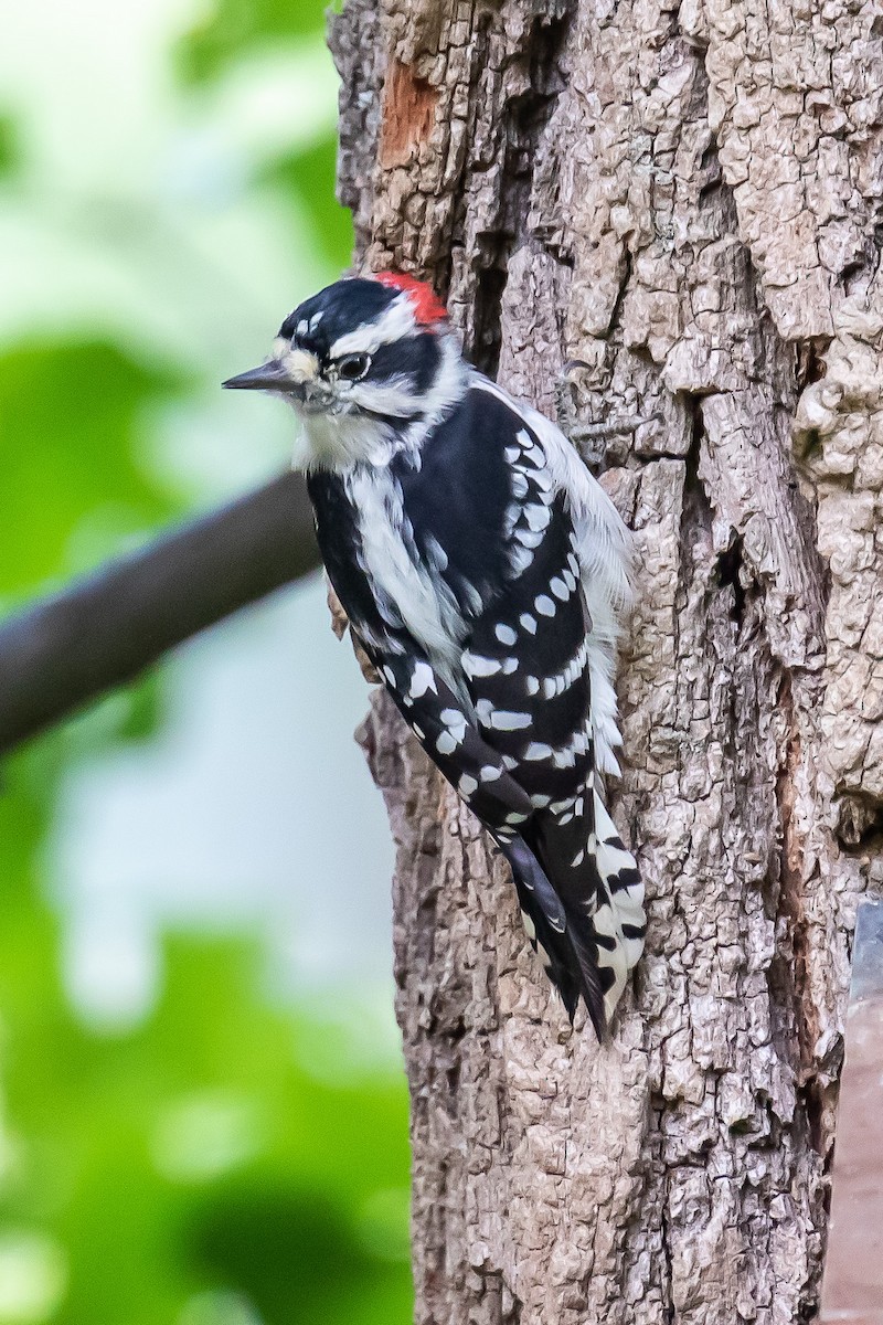 Downy Woodpecker - Chris S. Wood