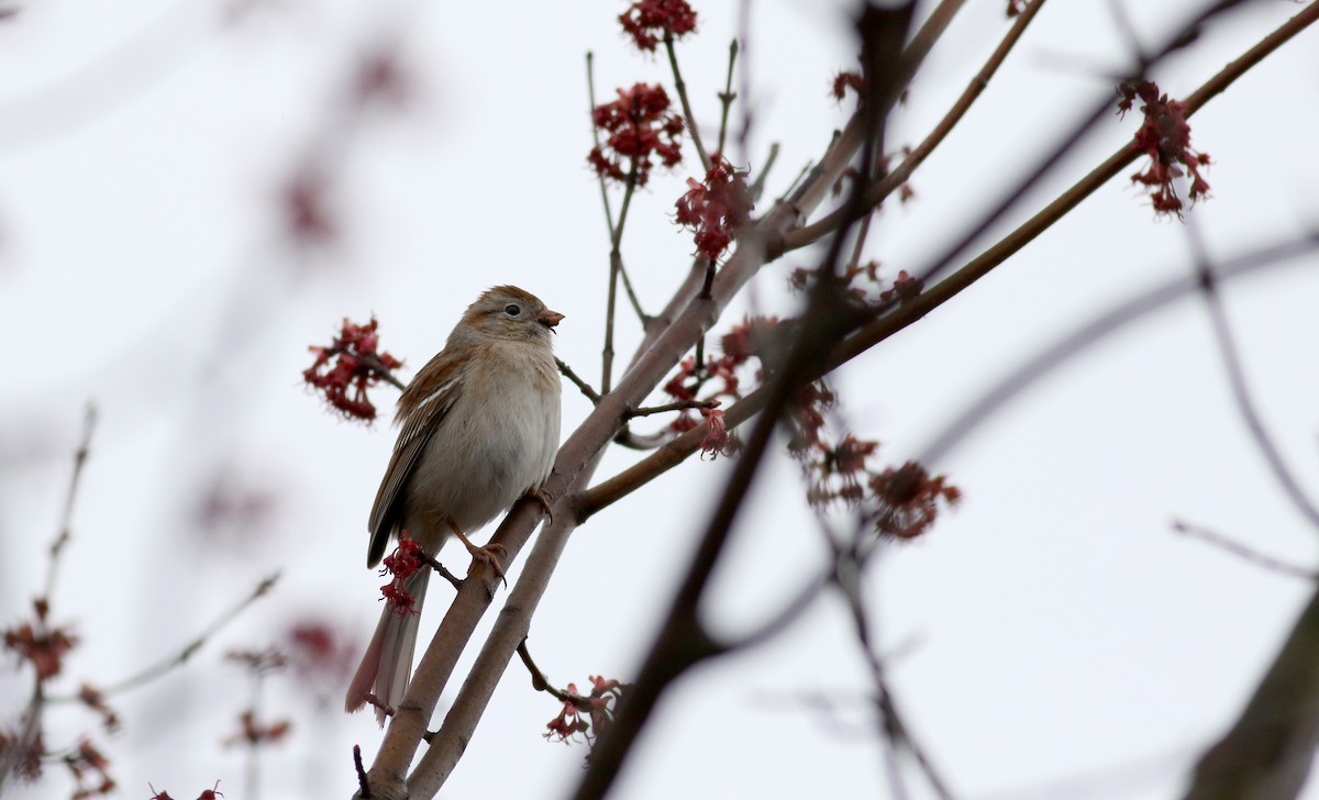 Field Sparrow - ML26570121