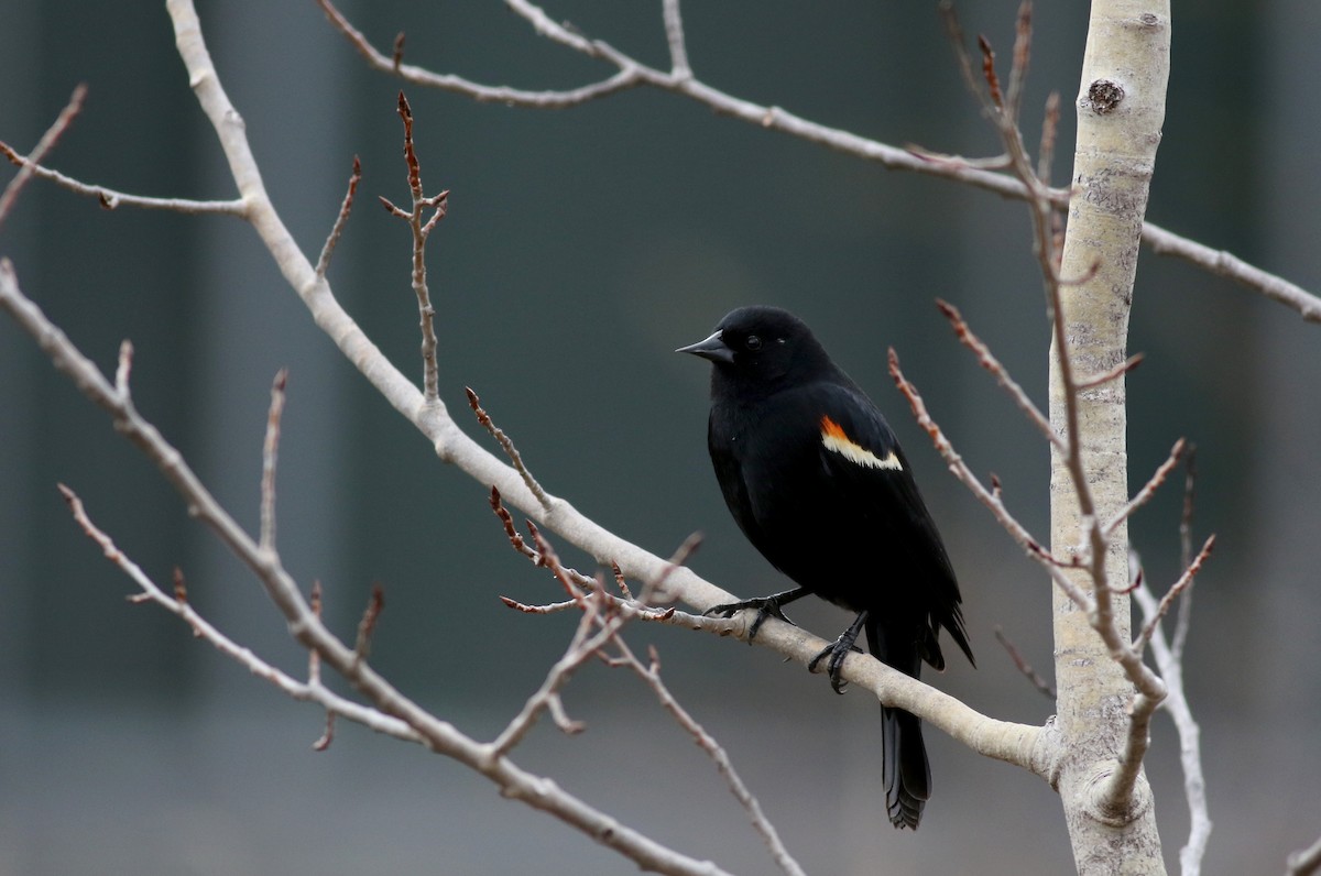 Red-winged Blackbird (Red-winged) - ML26570161