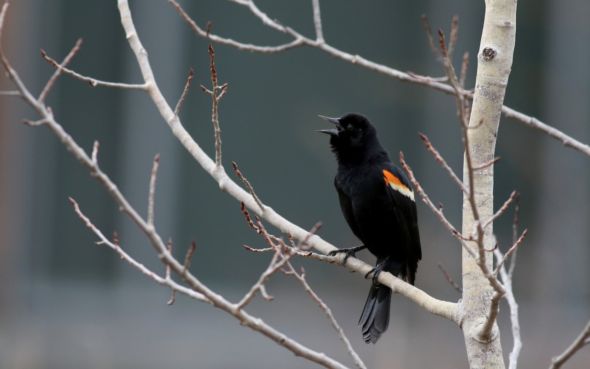 Red-winged Blackbird (Red-winged) - ML26570181