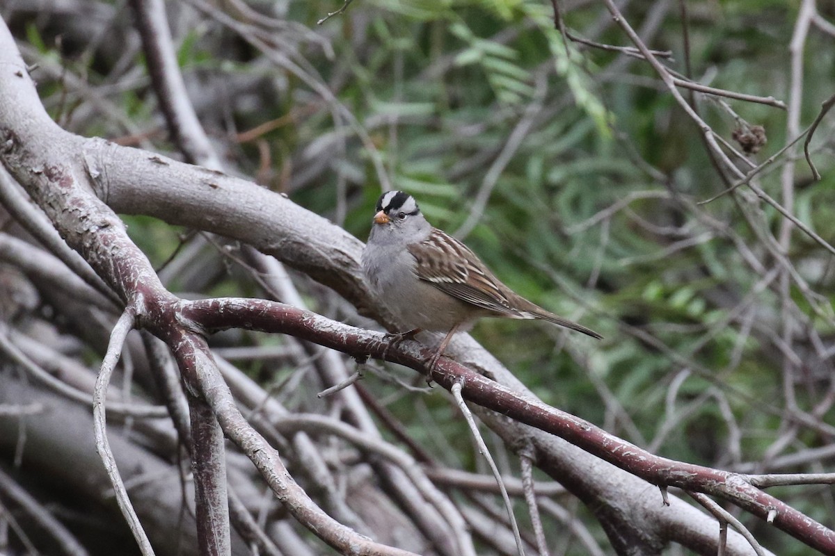 White-crowned Sparrow - ML265710061