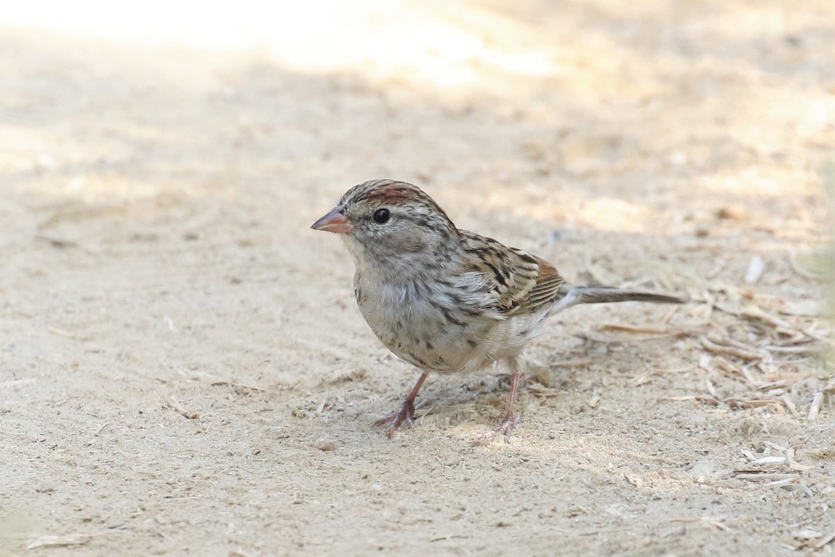 Chipping Sparrow - Tom Fangrow