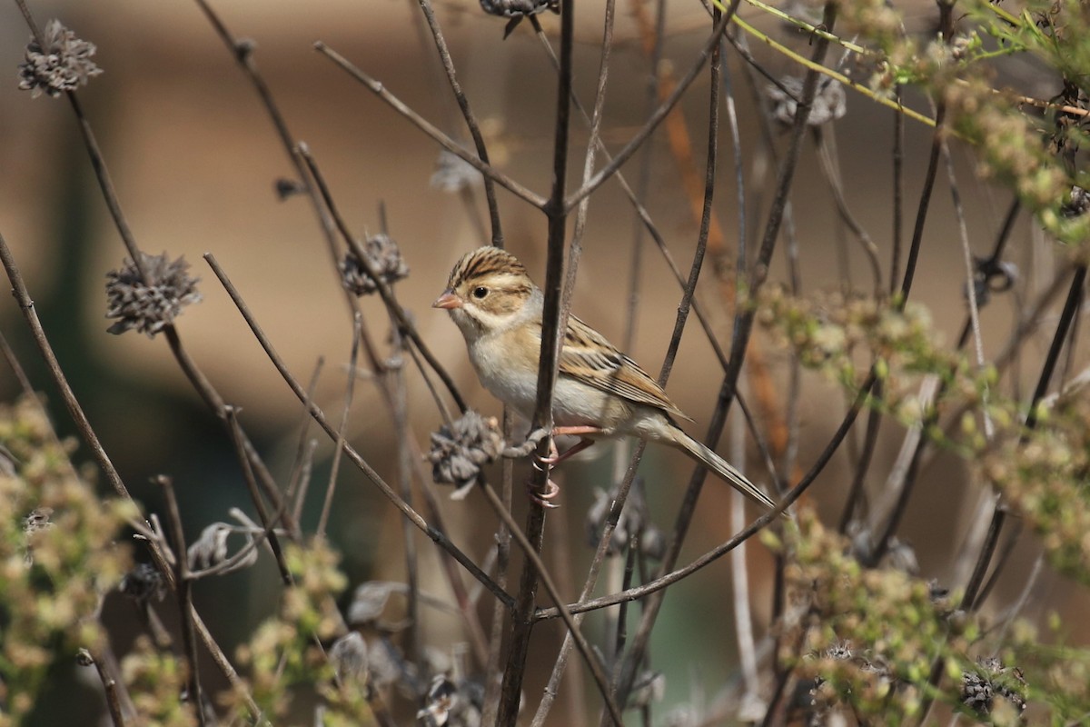 Clay-colored Sparrow - ML265710631