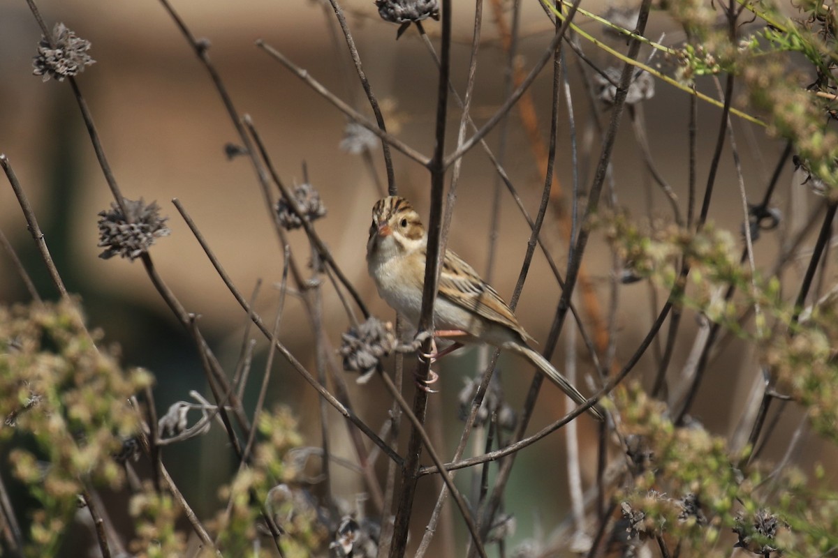 Clay-colored Sparrow - ML265710651