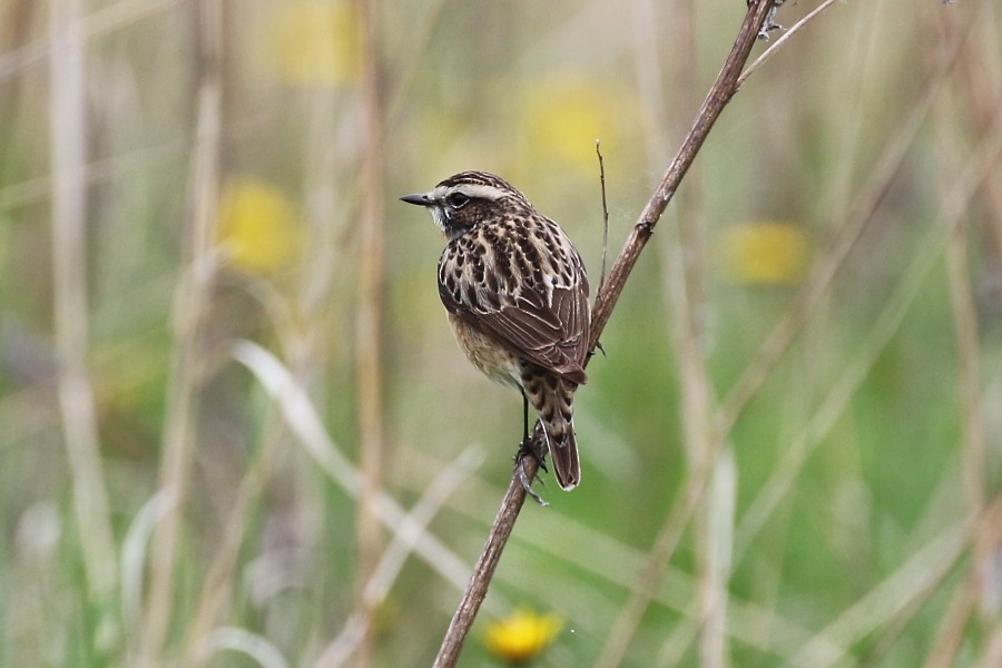 Whinchat - ML265711171