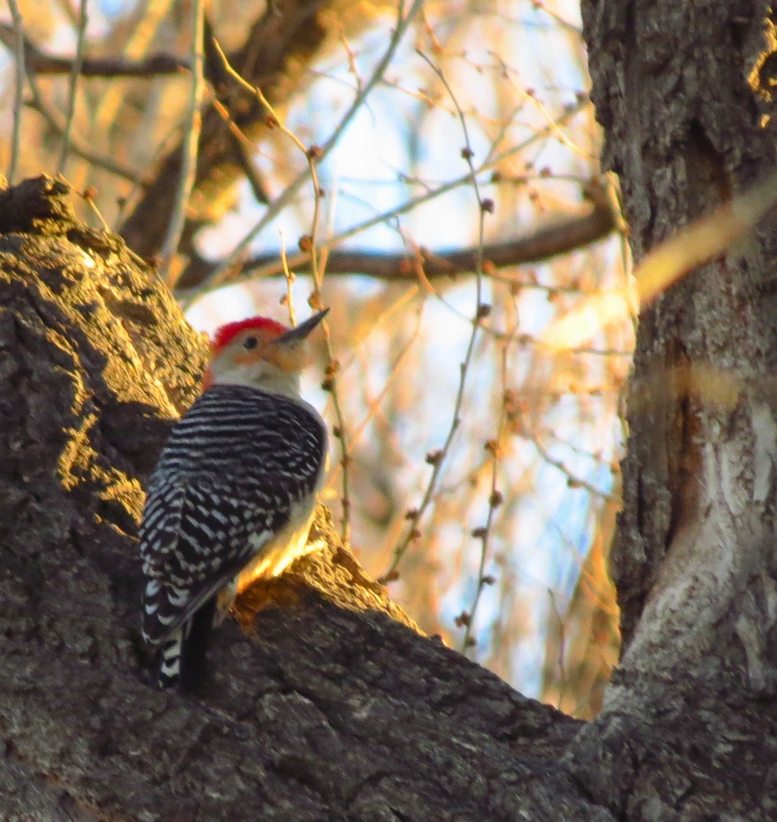 Red-bellied Woodpecker - ML26572041