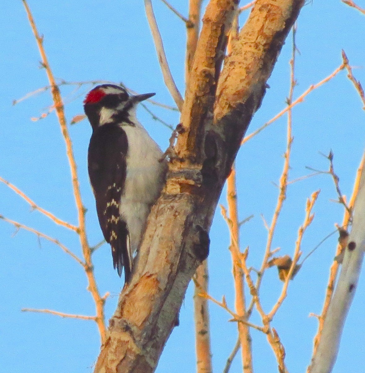 Hairy Woodpecker (Rocky Mts.) - David Dowell